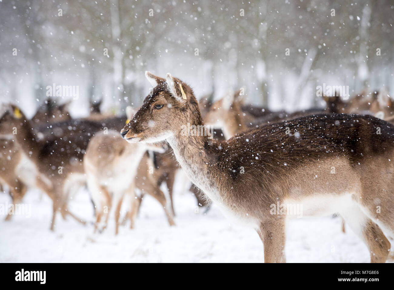 Picture of Deers at Phoenix Park in Dublin - Ireland Stock Photo - Alamy