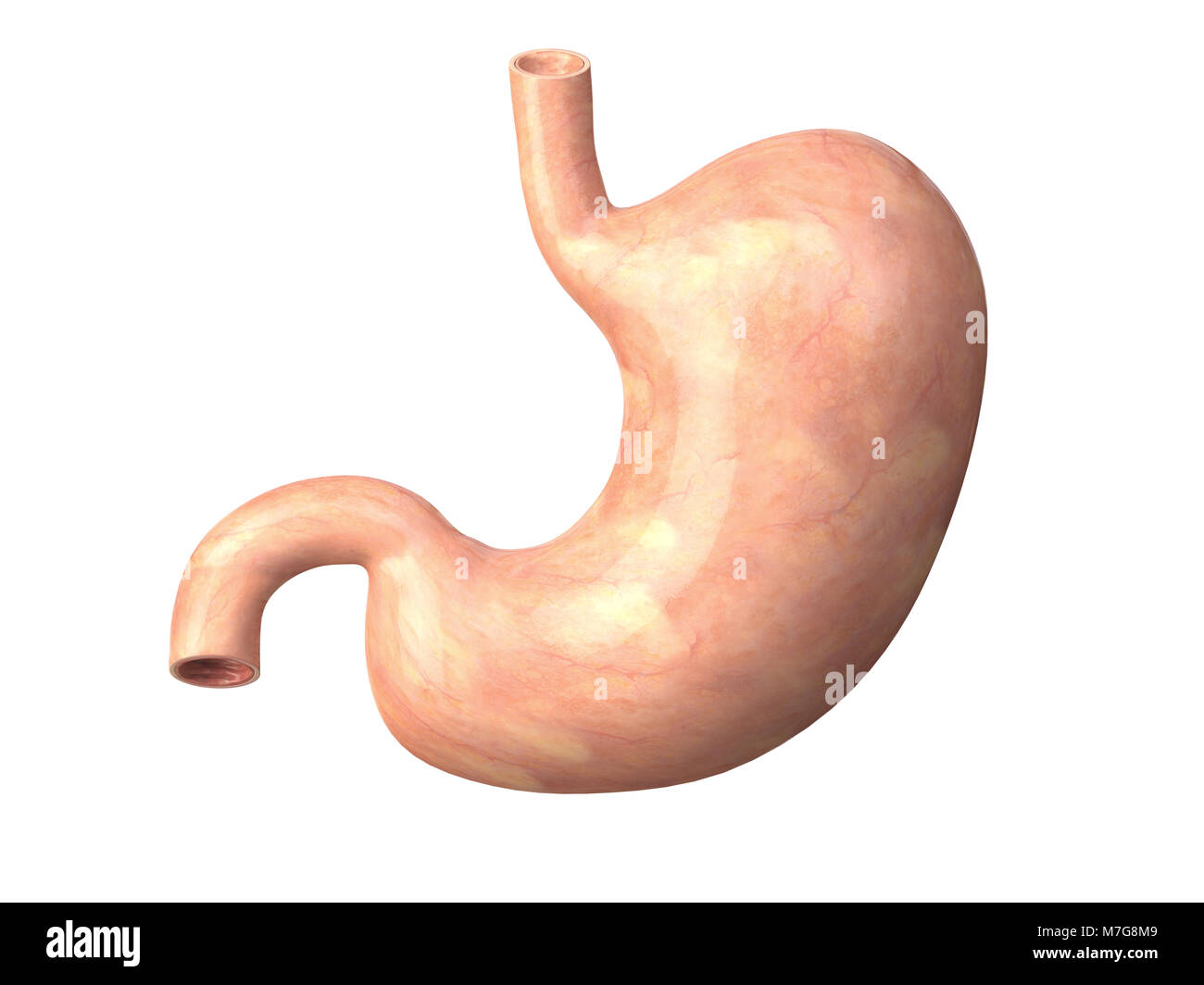 Human  stomach isolated on white background. Anatomy. 3d illustration Stock Photo