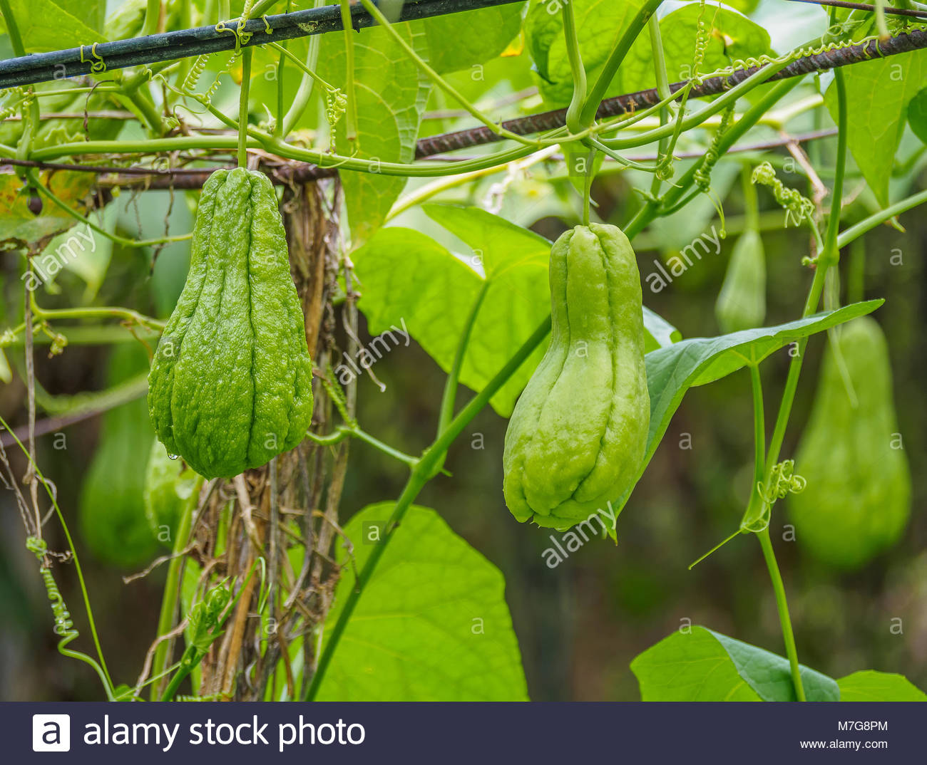 Chouchou High Resolution Stock Photography And Images Alamy