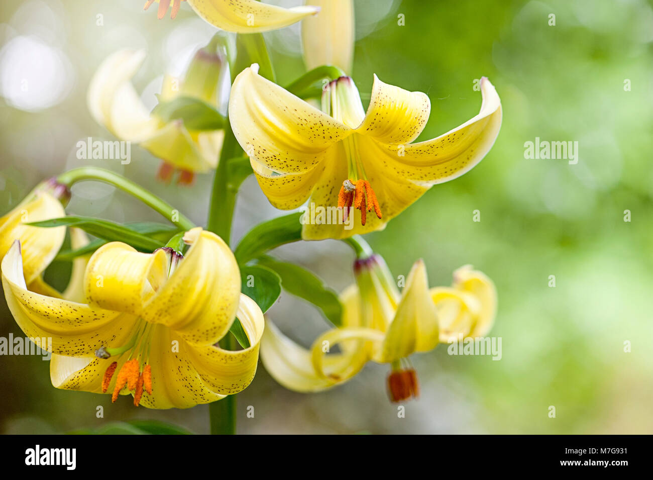 Close up image of the summer flowering, yellow Martagon Lily also known as the Turk's Cap Lily Stock Photo