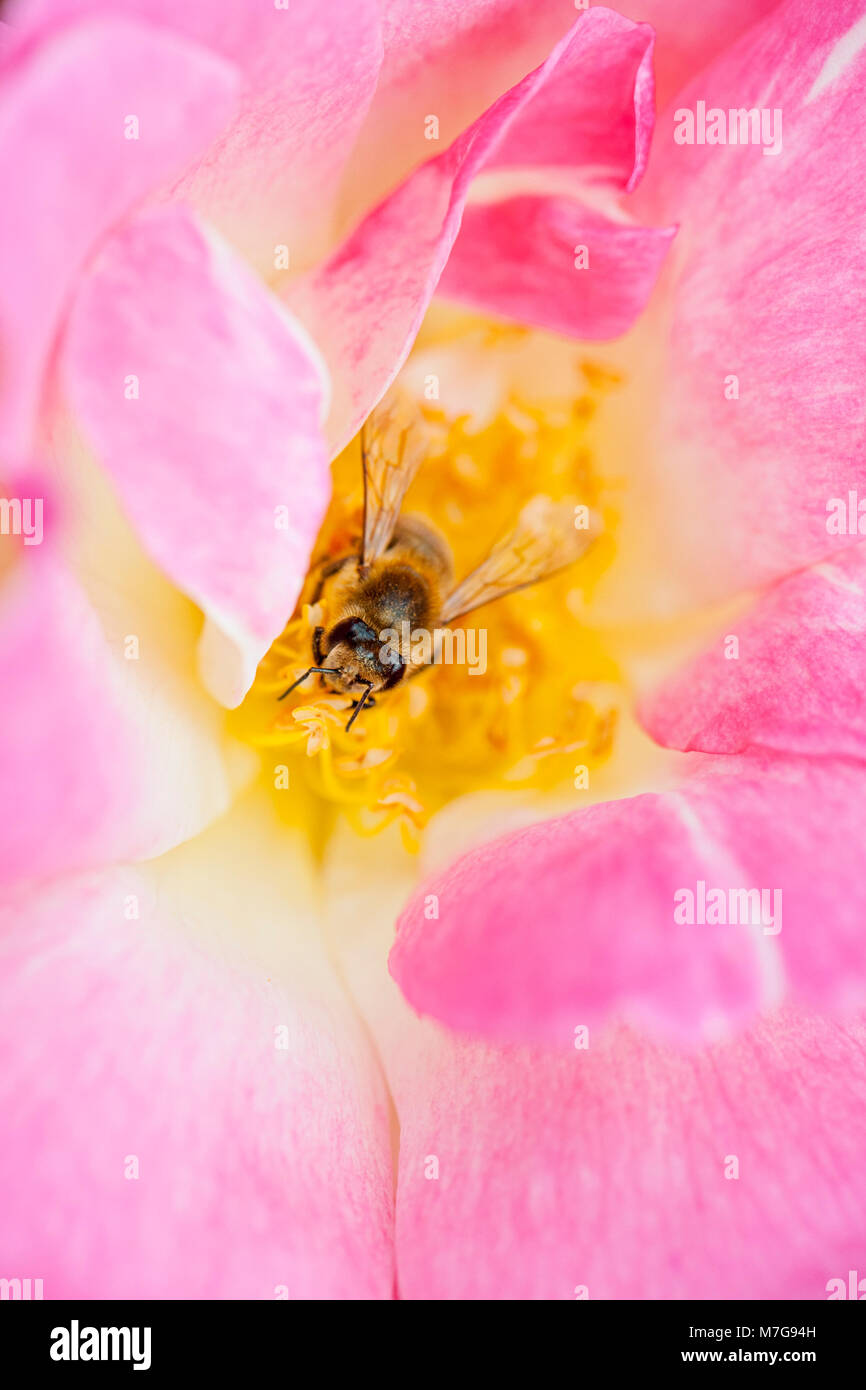 Close-up image of Rosa 'Erfurt' pink flower - 'Erfurt'  pink shrub Rose, a hybrid musk flower, with Honey bee collecting pollen Stock Photo