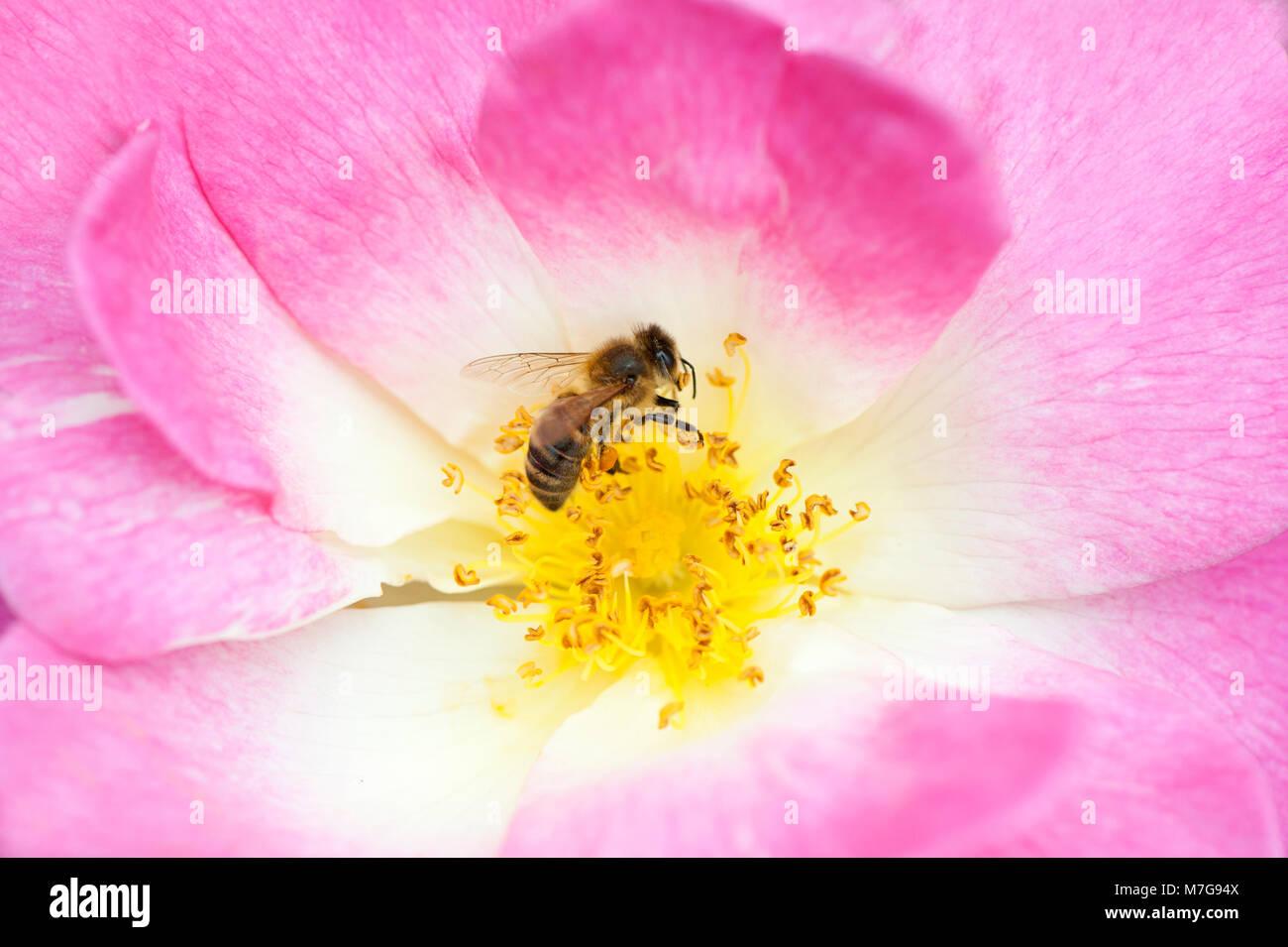 Close-up image of Rosa 'Erfurt' pink flower - 'Erfurt'  pink shrub Rose, a hybrid musk flower, with Honey bee collecting pollen Stock Photo