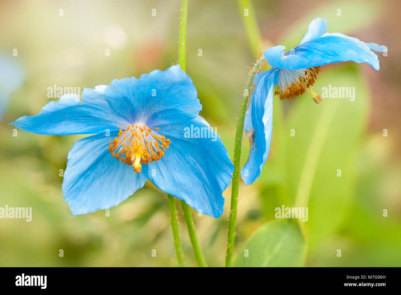 Close-up image of the summer flowering Meconopsis baileyi himalayan blue poppy flower Stock Photo