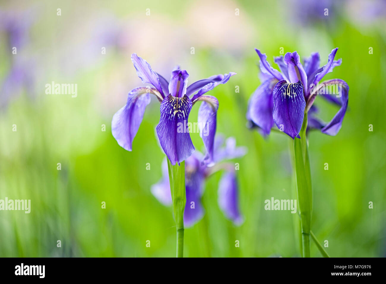 Close-up image of beautiful, spring flowering, Blue iris flowers in hazy sunshine Stock Photo