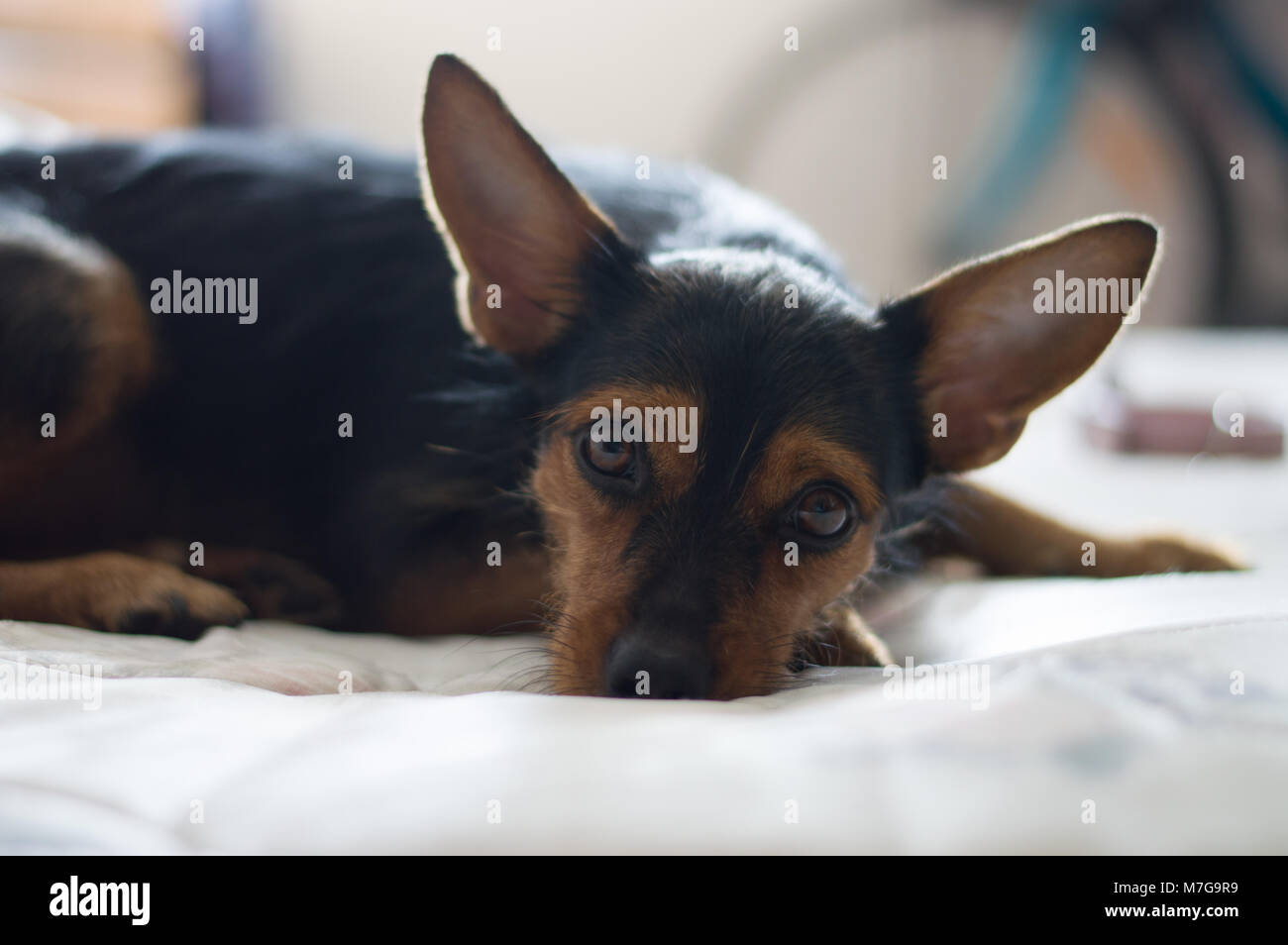 Leelo, mixbreed dog having a nap Stock Photo