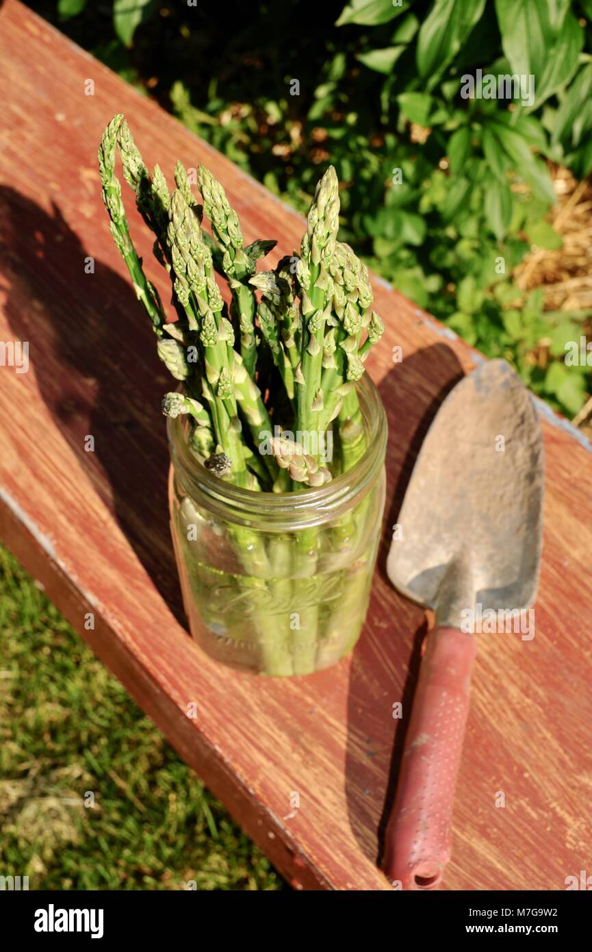 Asparagus in jar water hires stock photography and images Alamy