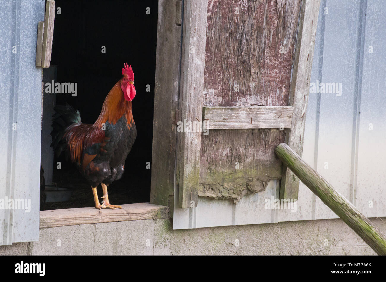 Vintage ranch scenes hi-res stock photography and images - Alamy