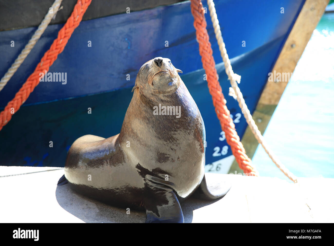 A cape fur seal relaxing by the harbour of Kalk Bay, on the False Bay, near Cape Town, South Africa Stock Photo