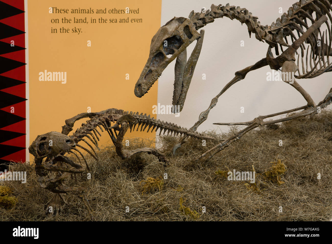 Troodon hires stock photography and images Alamy