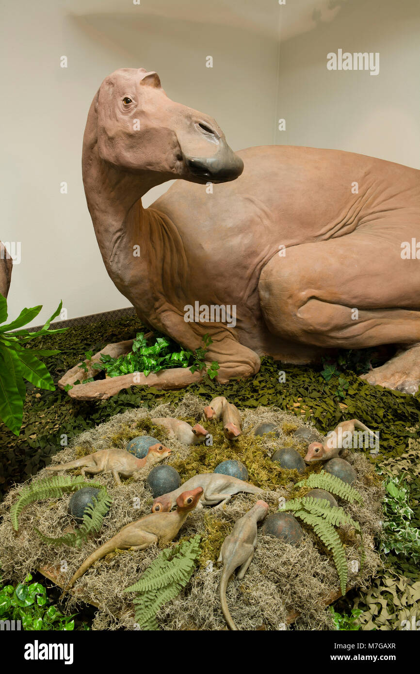 Duckbill dinosaur (Maiasaura) and nest of young ones are exhibited at