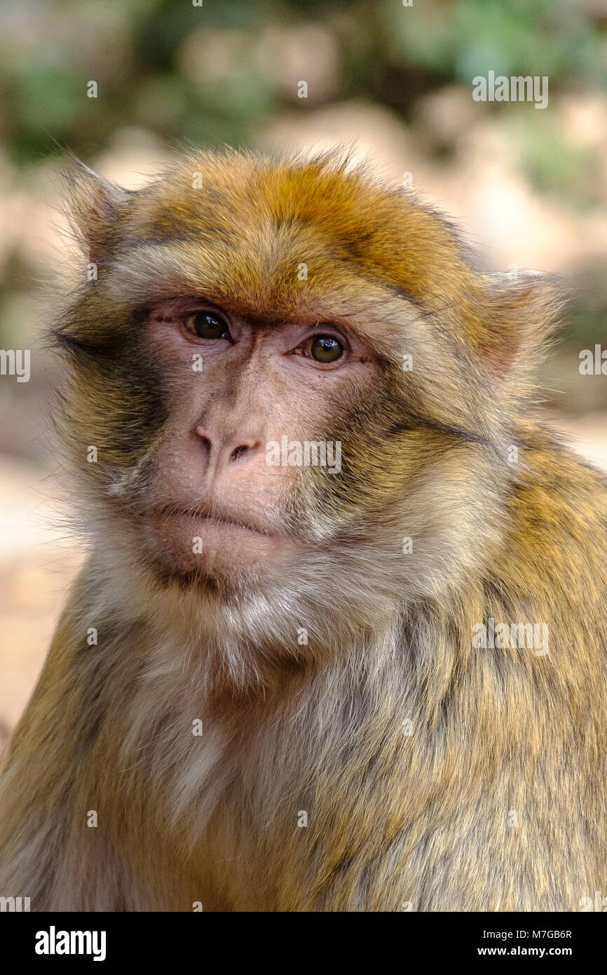 Species of macaque hi-res stock photography and images - Alamy