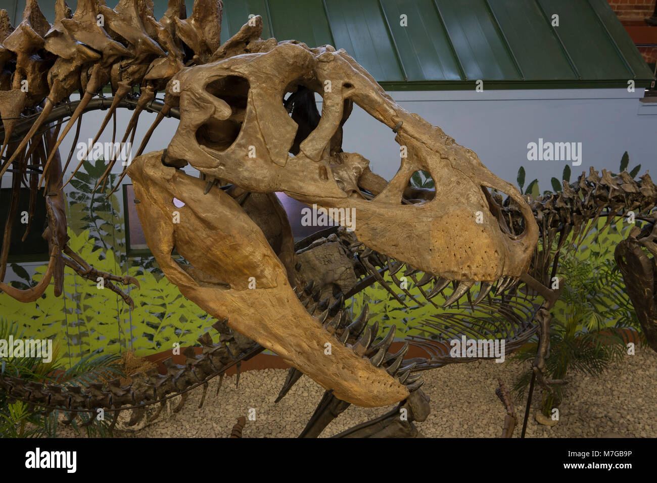 Head Of Ivan A Tyrannosaurus At The Museum Of World Treasures Wichita Ks Stock Photo Alamy