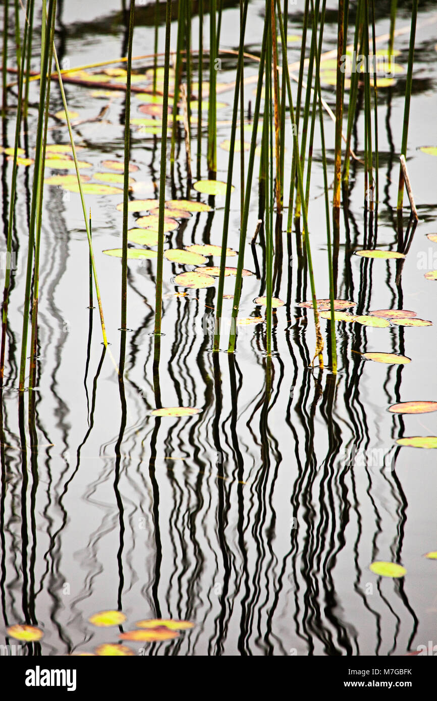 The reflection of grass reeds play on the surface with lilly pads on a lake near Sechelt on the Sunshine Coast of British Columbia, north of the city  Stock Photo