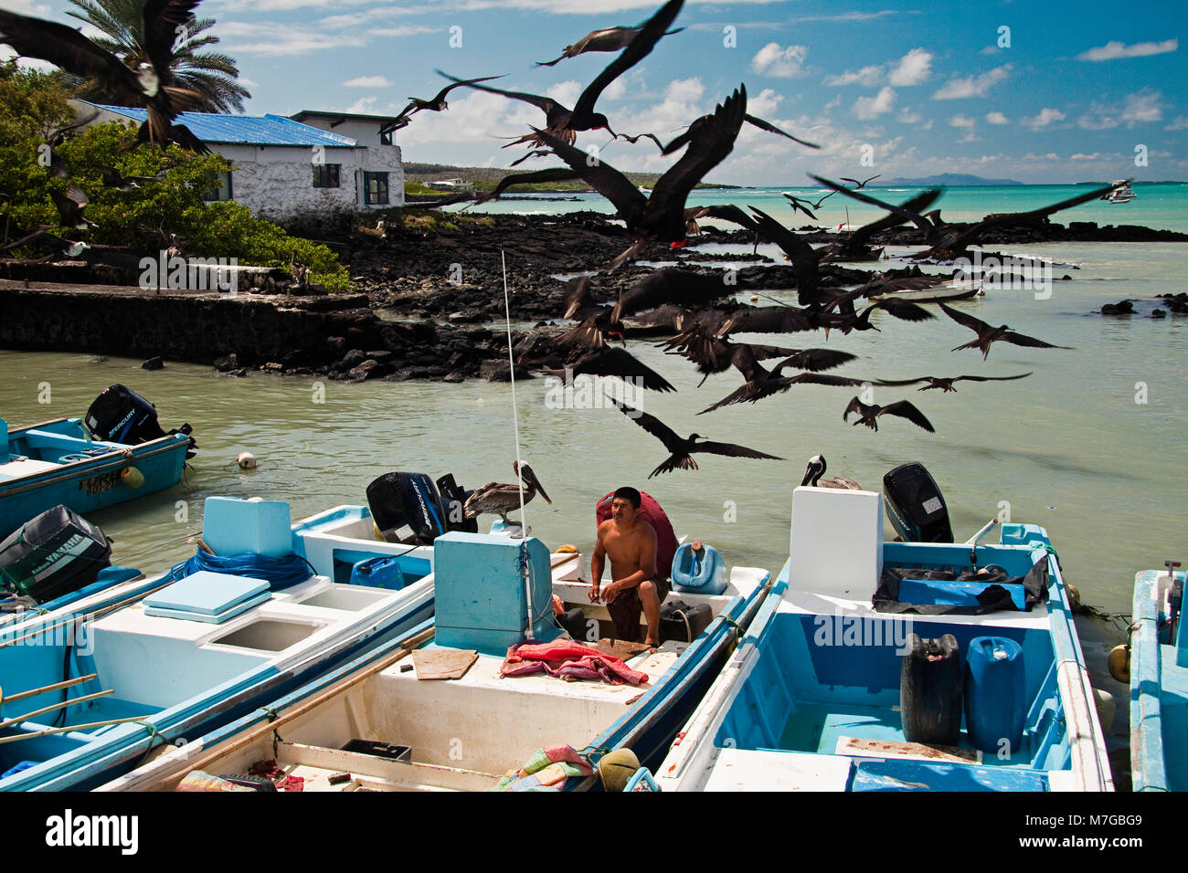 Magnificent frigate birds, Fregata magnificens, hover over a fisherman docked off the fish market in Puerto Ayroa on the island of Santa Cruz, Galapag Stock Photo