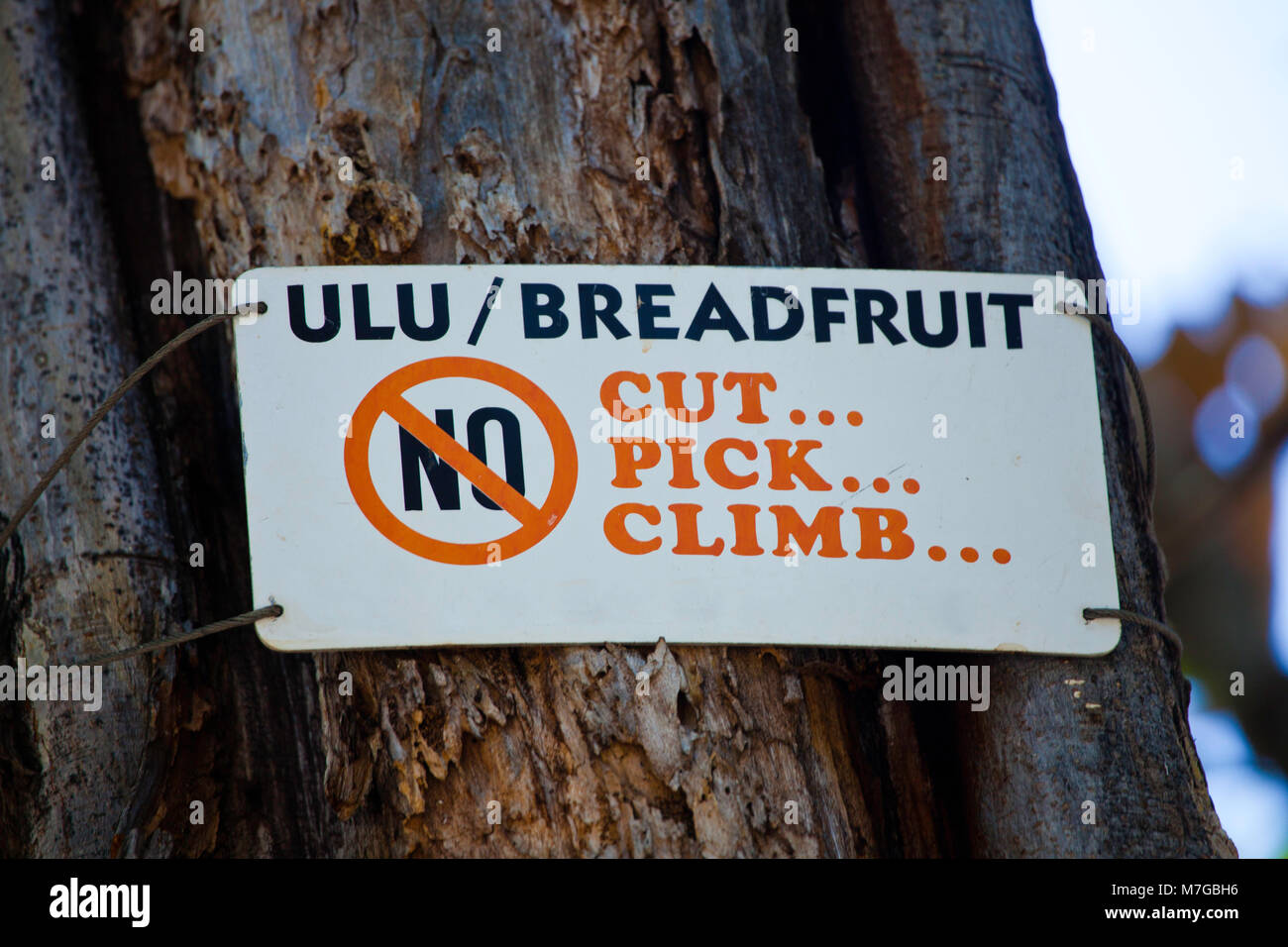 This warning sign was wired onto a breadfruit tree, Artocarpus altilis. This plant is sacred to the native Hawaiian culture and known as 'ulu. Maui, H Stock Photo