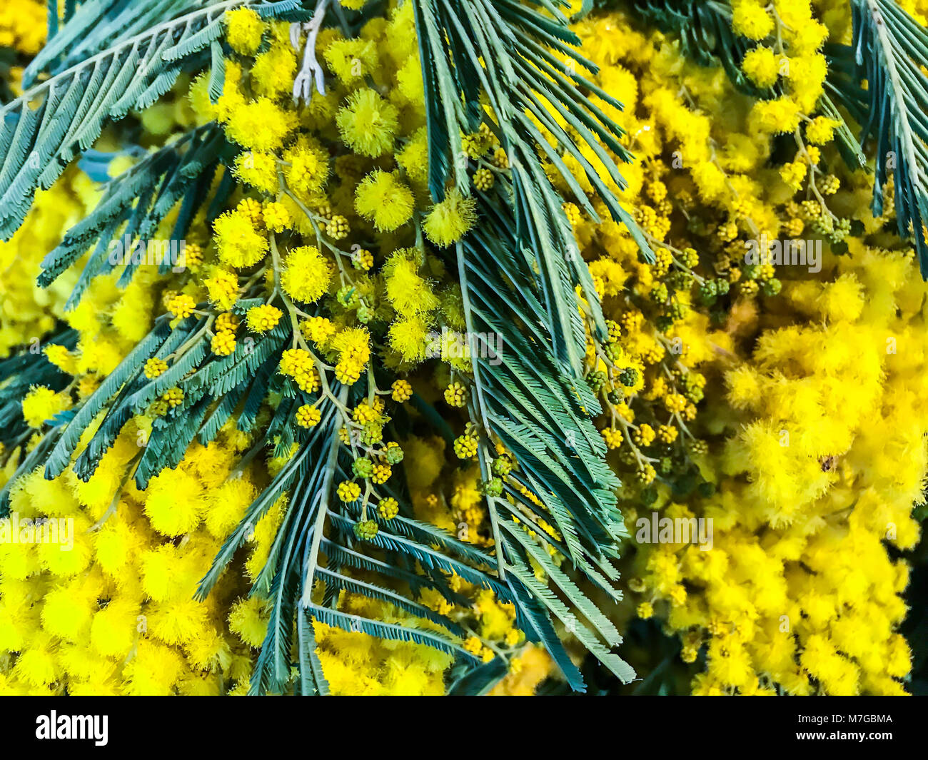 Delicious spring yellow Acacia dealbate (mimosa Stock Photo - Alamy