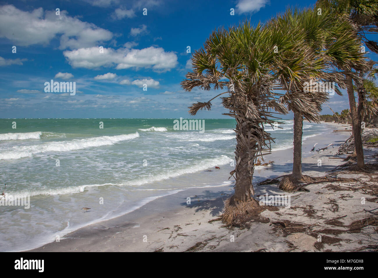 Wild uninhabited shore of Egmont Key State Park on the Gulf of Mexico on the west coast of Florida Stock Photo