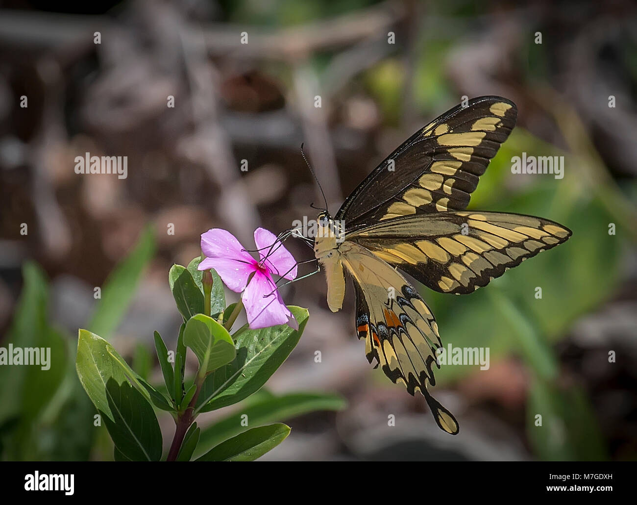 Black and yellow Swallowtail butterfly on pink wildflower Stock Photo