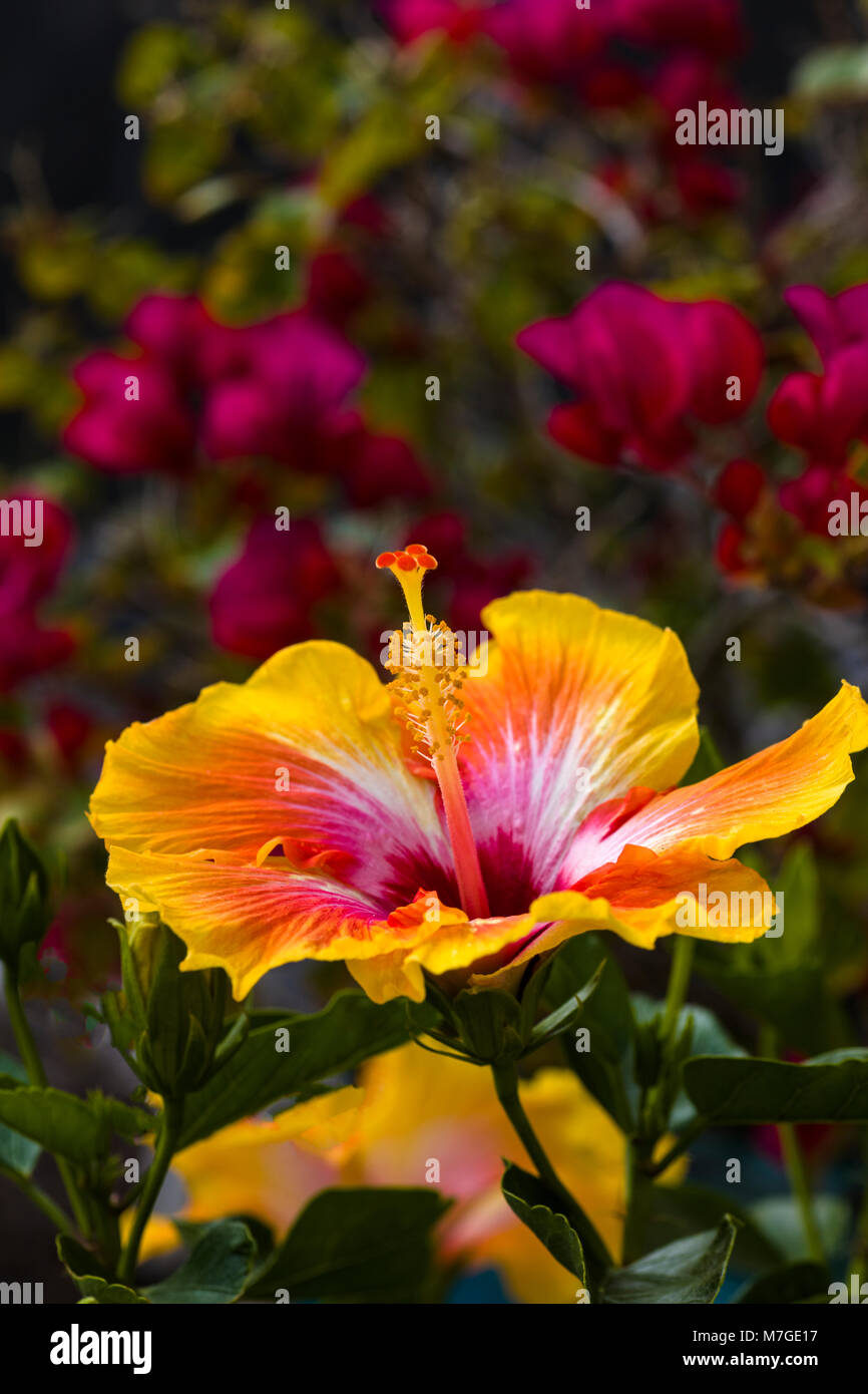 Yellow and red huge, colorful, trumpet-shaped Hibiscus flower with red flowers in background Stock Photo