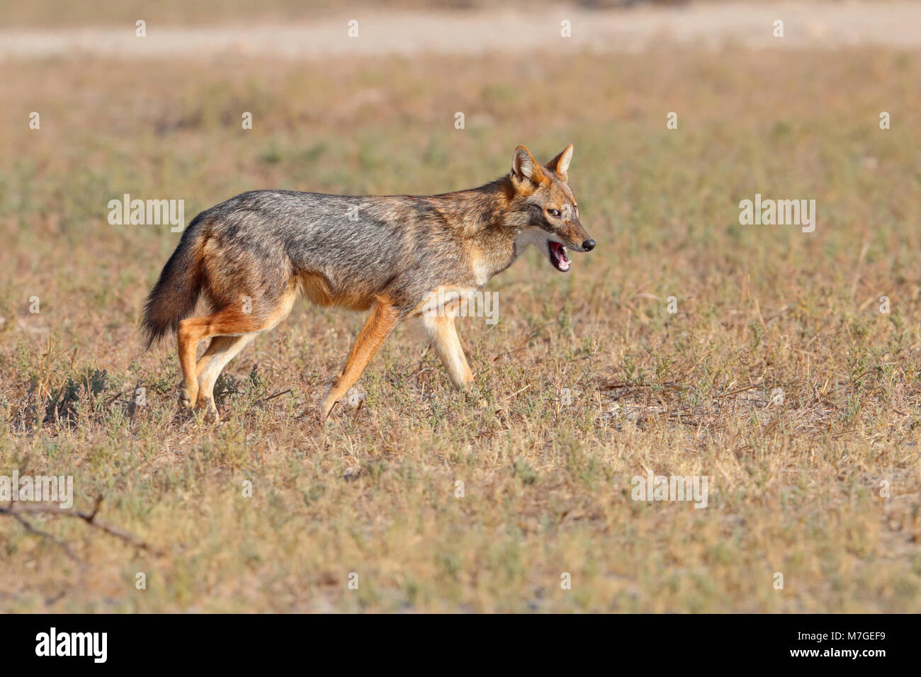 Adult Golden Jackal (Canis aureus) presumably of the nominate subspecies C.a.aureus (Common jackal) in the Kutch region of Gujarat, India Stock Photo