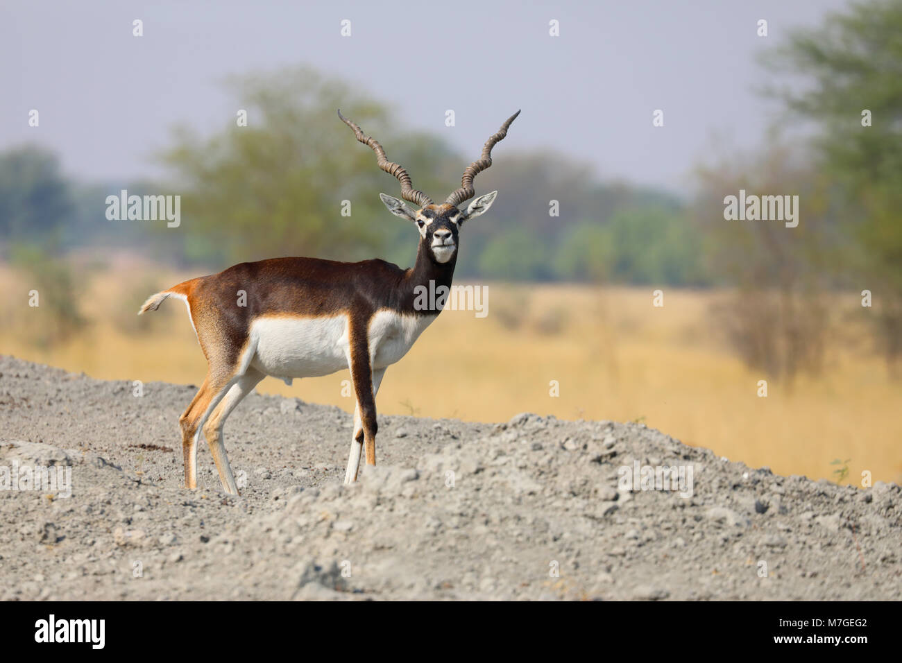 A fine adult male Blackbuck (Antilope cervicapra) at Tal Chhapar Sanctuary in Rajasthan, India Stock Photo