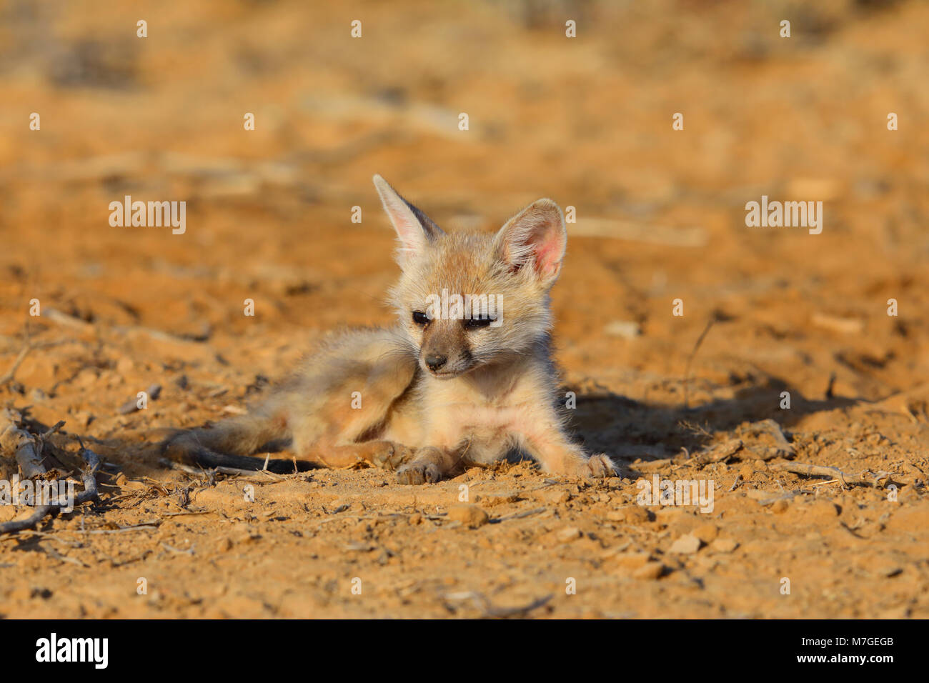 Indian or Bengal Fox cub (Vulpes bengalensis) sunbathing near the Great Rann of Kutch, Gujarat, India Stock Photo