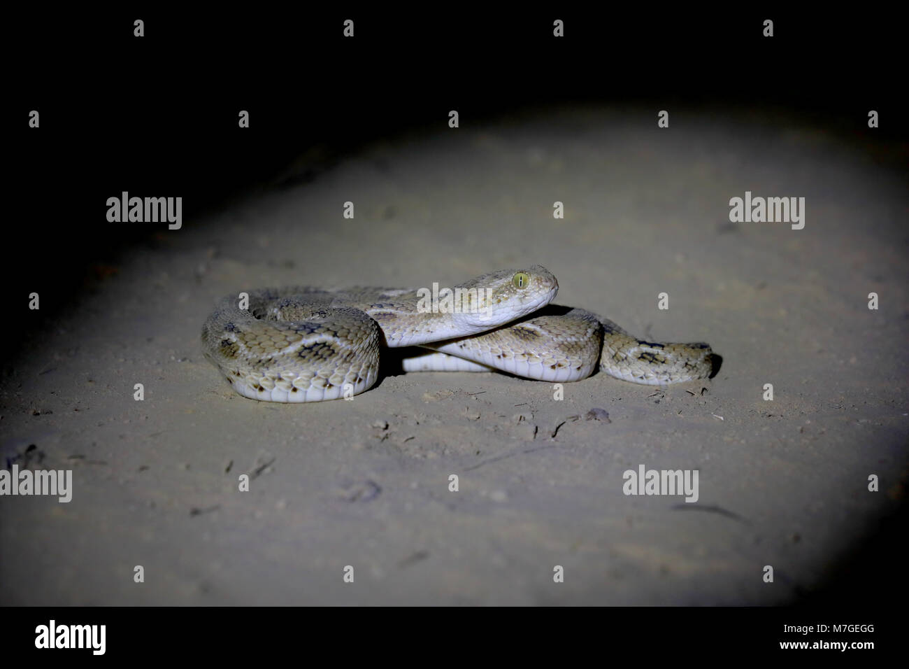 An adult Saw-scaled Viper or Little Indian Viper (Echis carinatus) snake in a sandy area close to the Great Rann of Kutch, Gujarat, India Stock Photo