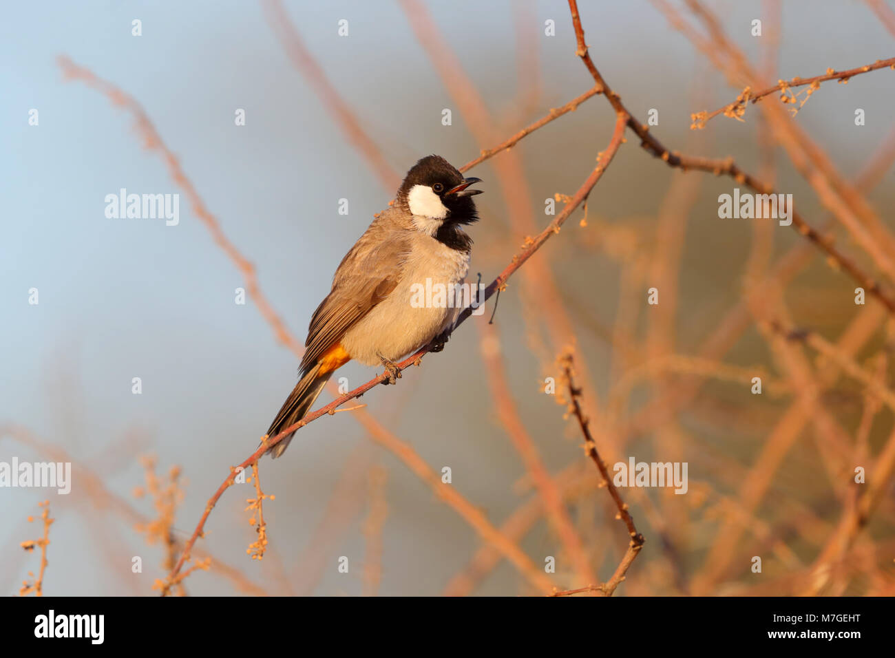 An adult White-eared or White-cheeked Bulbul in a bush in Rajasthan, India Stock Photo
