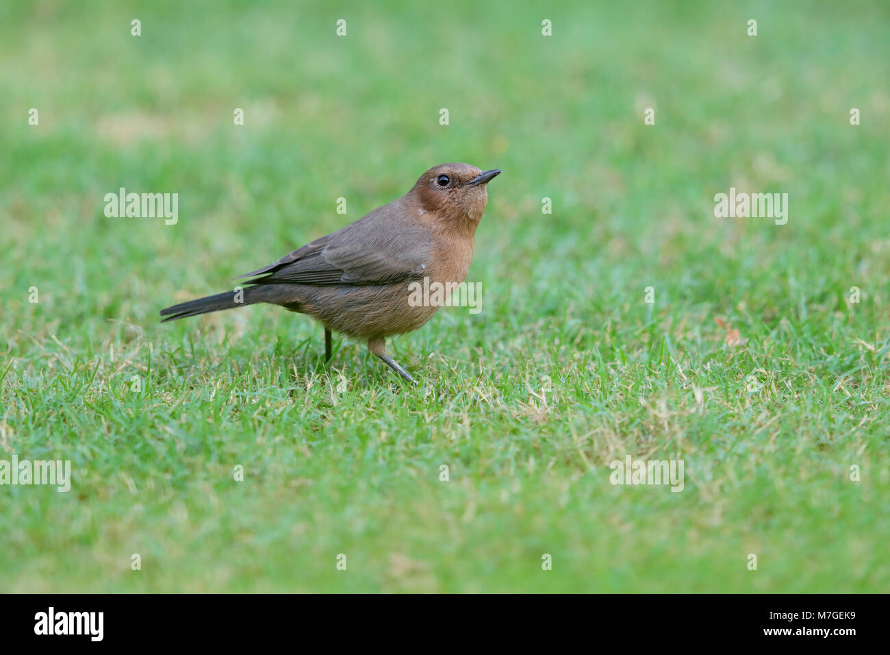 An adult Brown Rock Chat (Oenanthe fusca) bird perched in a garden in Nawalgarh, Rajasthan, India Stock Photo