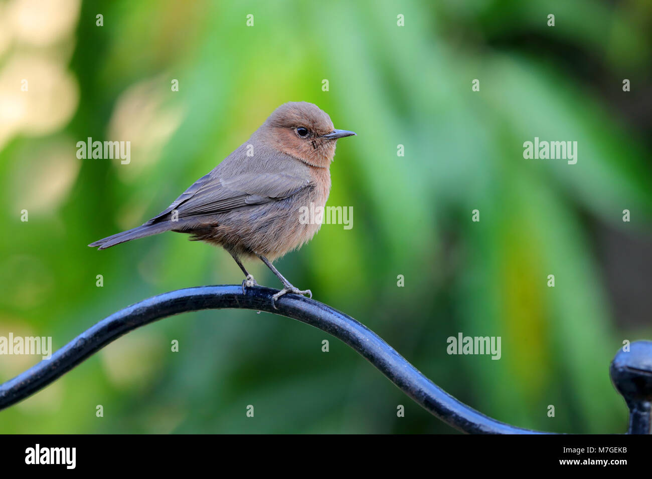 An adult Brown Rock Chat (Oenanthe fusca) bird perched in a garden in Nawalgarh, Rajasthan, India Stock Photo