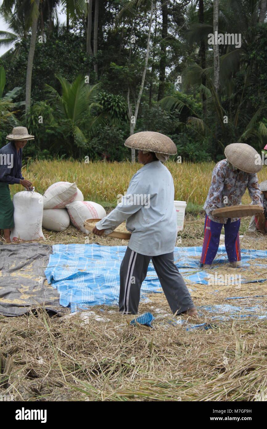 People Picking Rice Women harvesting rice on the rice paddy Stock Photo - Alamy