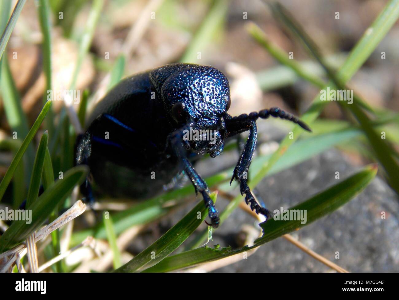 Blue beetle hi-res stock photography and images - Alamy