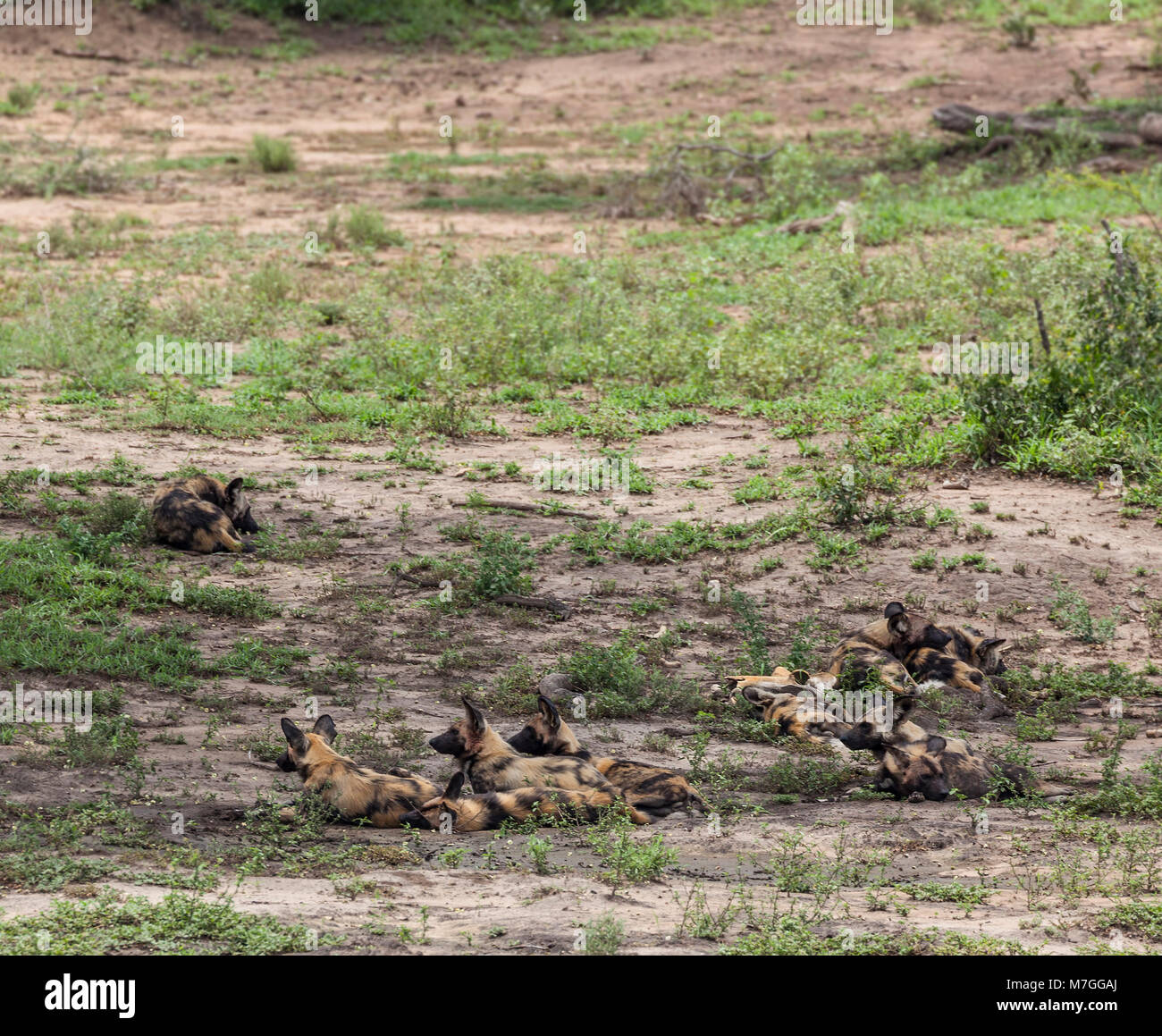 Ten members of a pack of African Wild Dogs, Lycaon pictus, resting (some alert) in shade in Kruger NP, South Africa Stock Photo