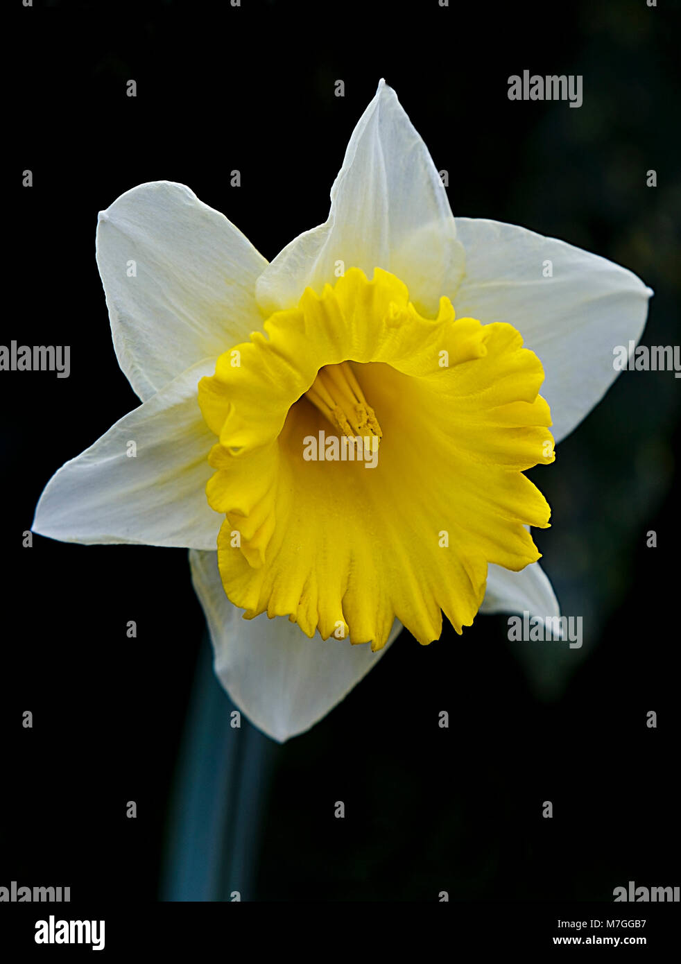 daffodil in a french garden, hendaia-europe Stock Photo