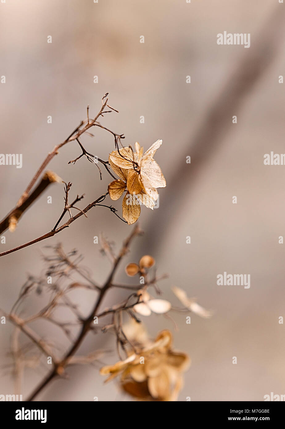 dry leaves in winter Stock Photo