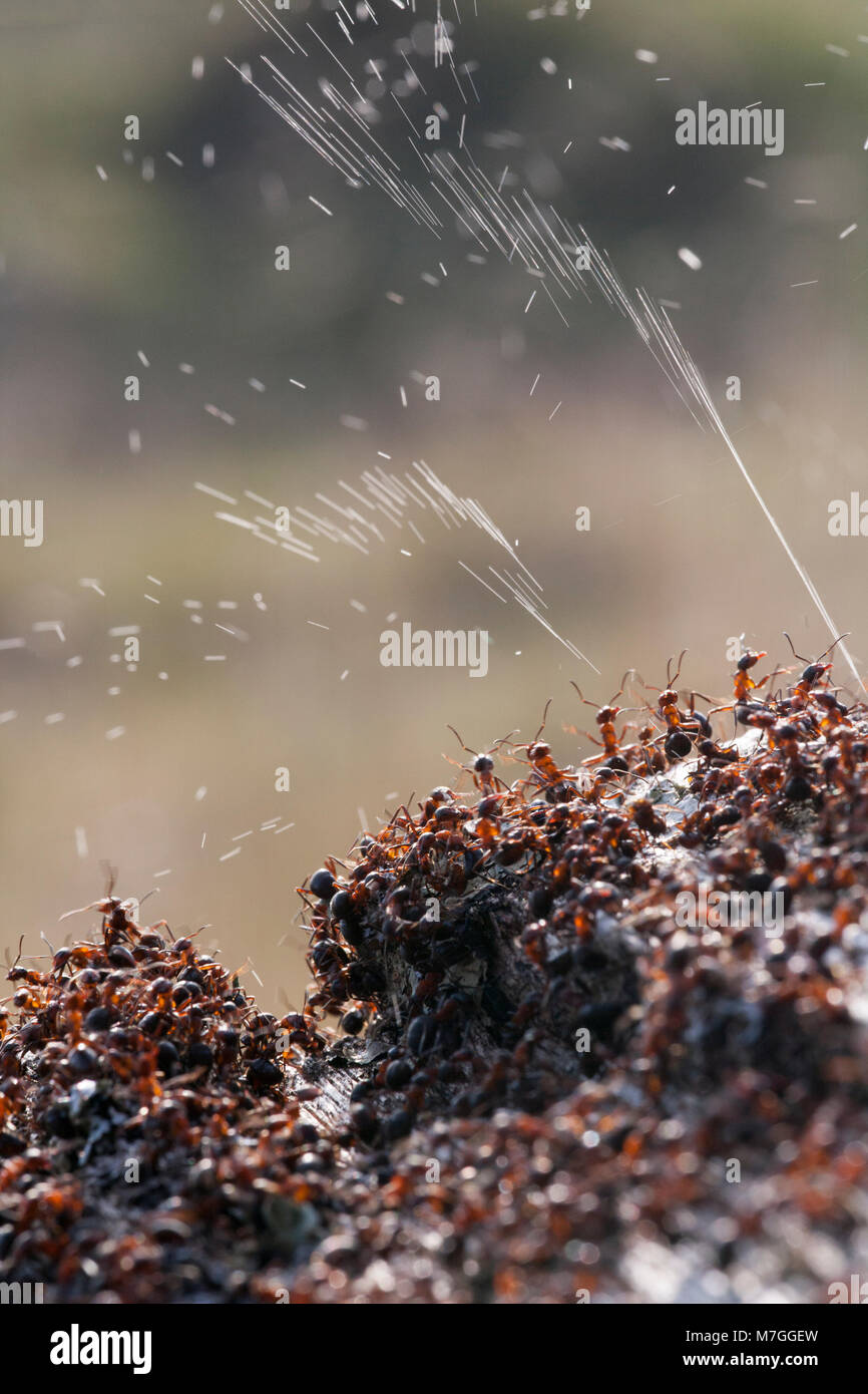 Wood antsFormica rufadefending their nest by spraying formic acid