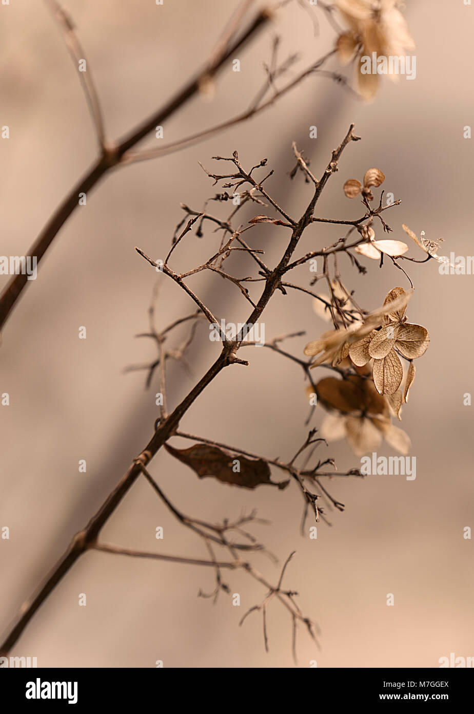dry leaves II, winter Stock Photo