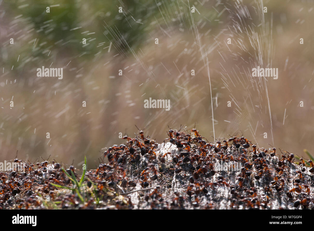 Wood ants spraying formic acid hires stock photography and images Alamy