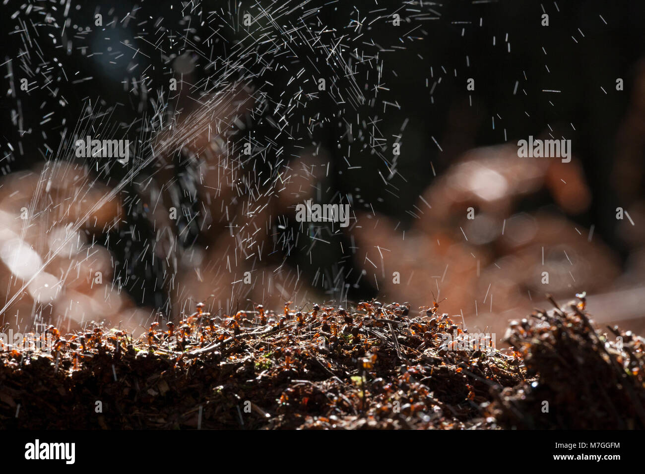 Wood antsFormica rufadefending their nest by spraying formic acid