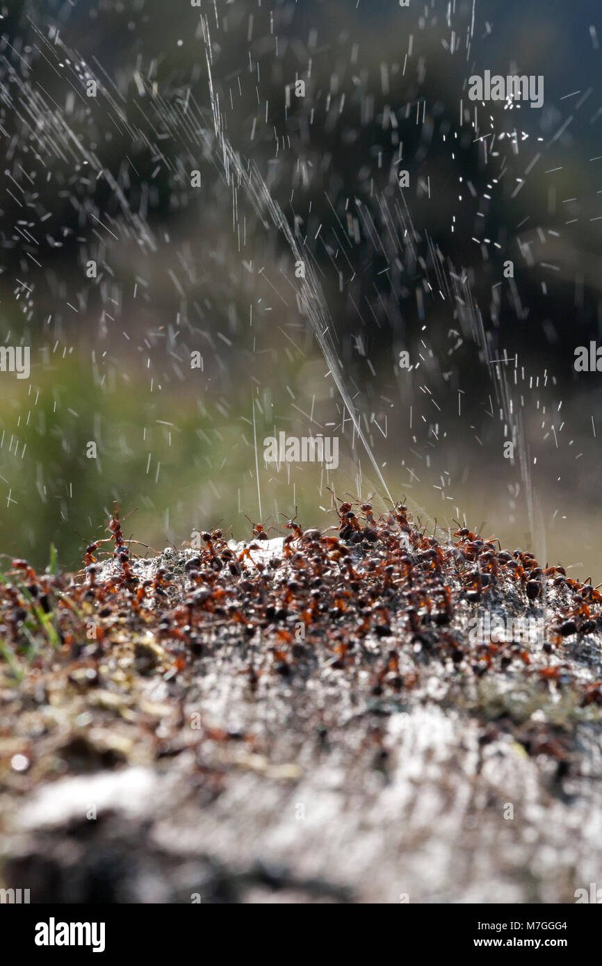Wood antsFormica rufadefending their nest by spraying formic acid