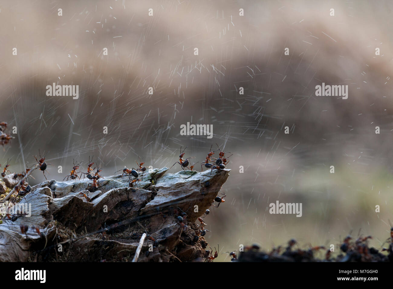 Ant acid hires stock photography and images Alamy