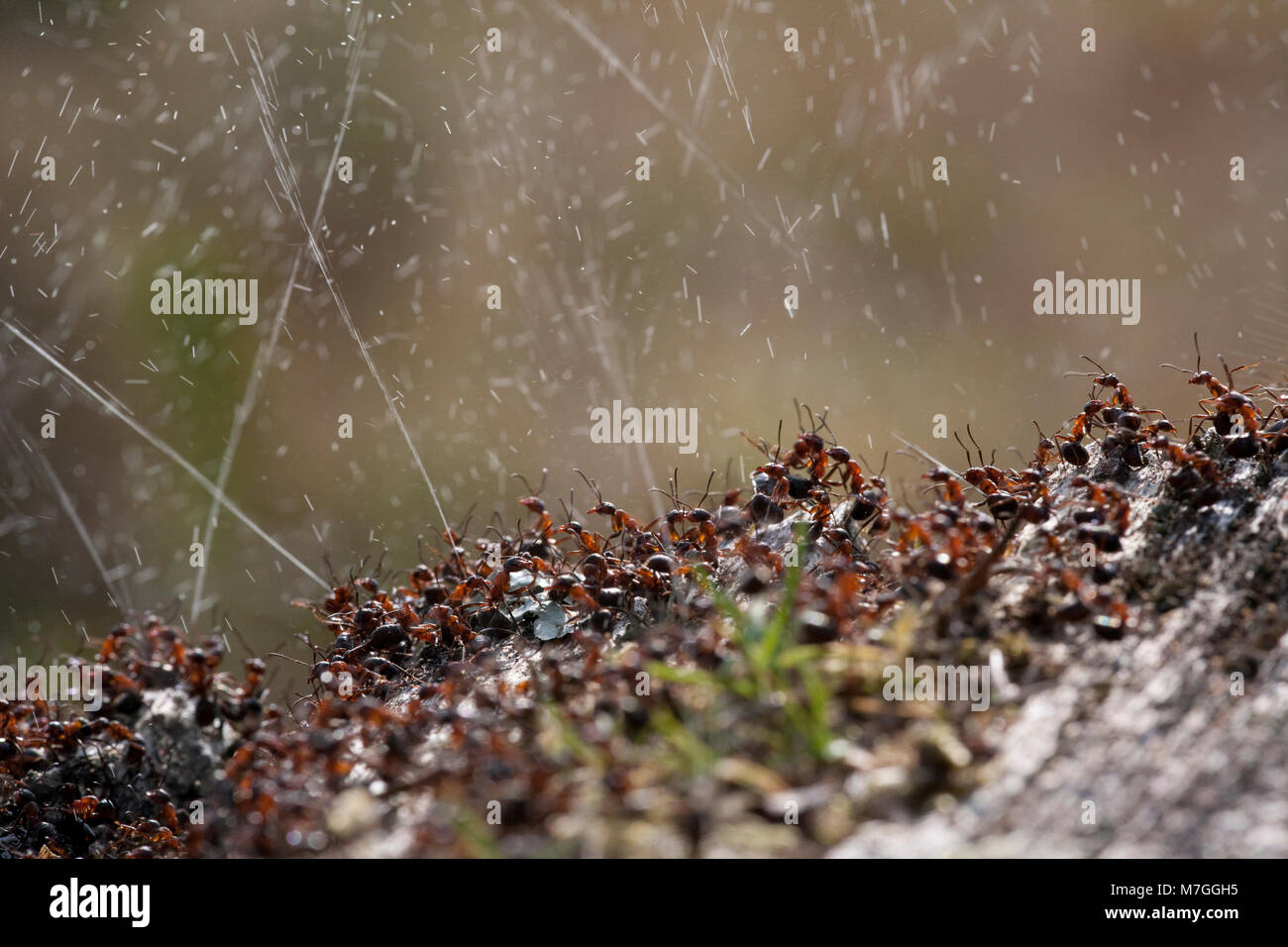 Wood ants-Formica rufa-defending their nest by spraying formic acid. The formic acid is used to deter any attacking predators. Dorset England UK GB. Stock Photo