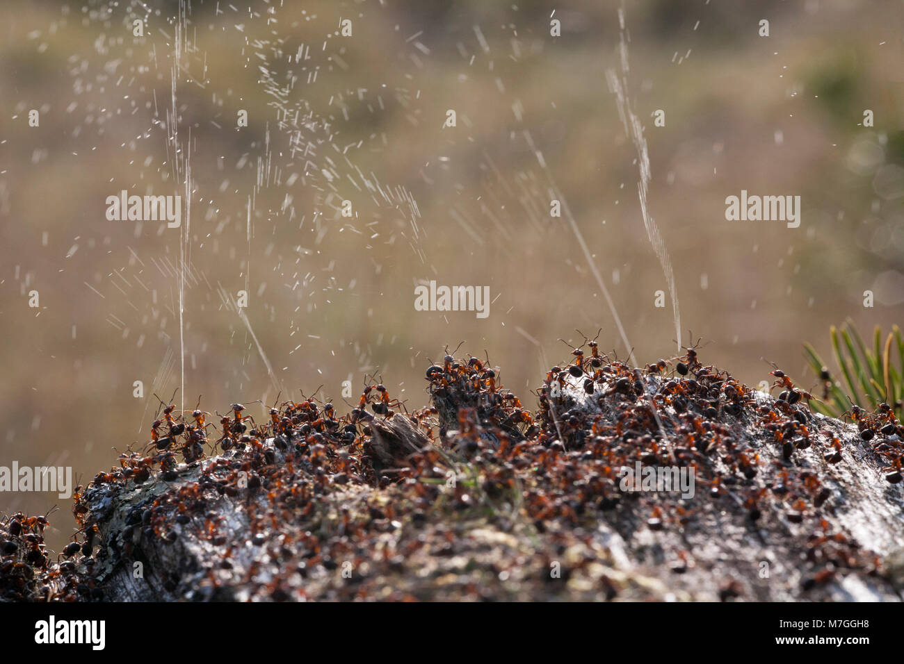Wood antsFormica rufadefending their nest by spraying formic acid