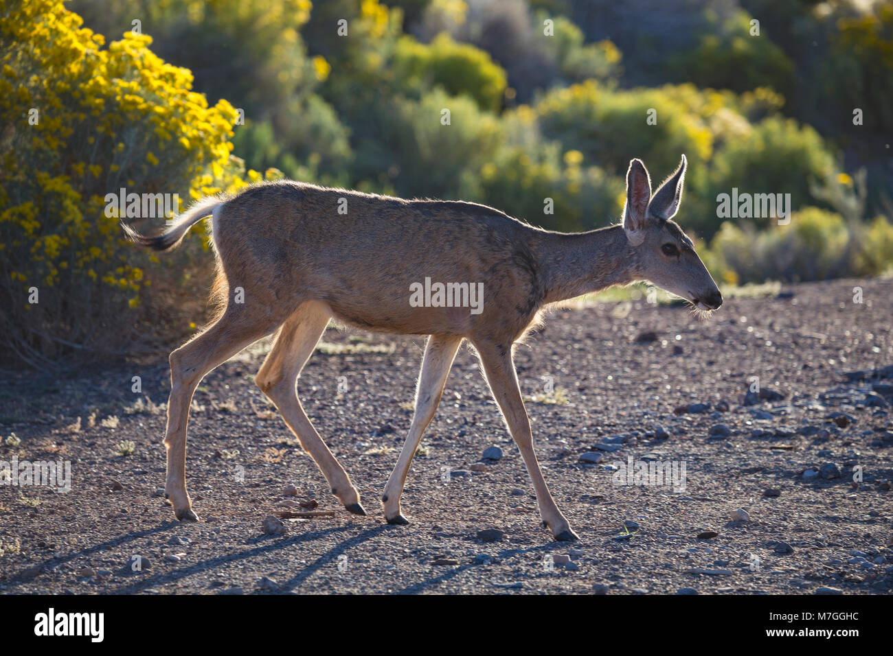 'Rocky Mountain' Mule deer (Odocoileus hemionus hemionus) at Grand Canyon Village, Arizona, USA Stock Photo