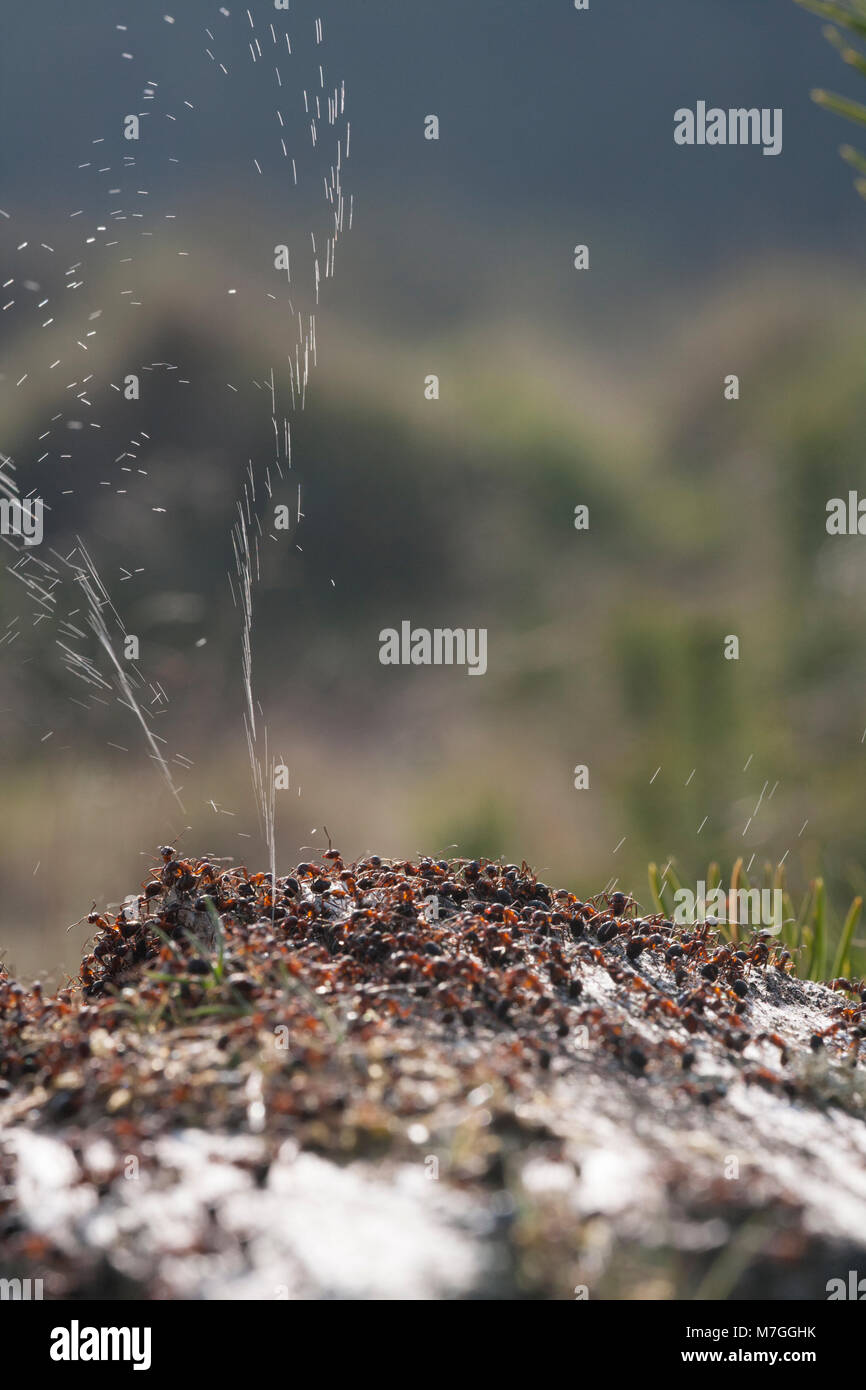 Wood antsFormica rufadefending their nest by spraying formic acid