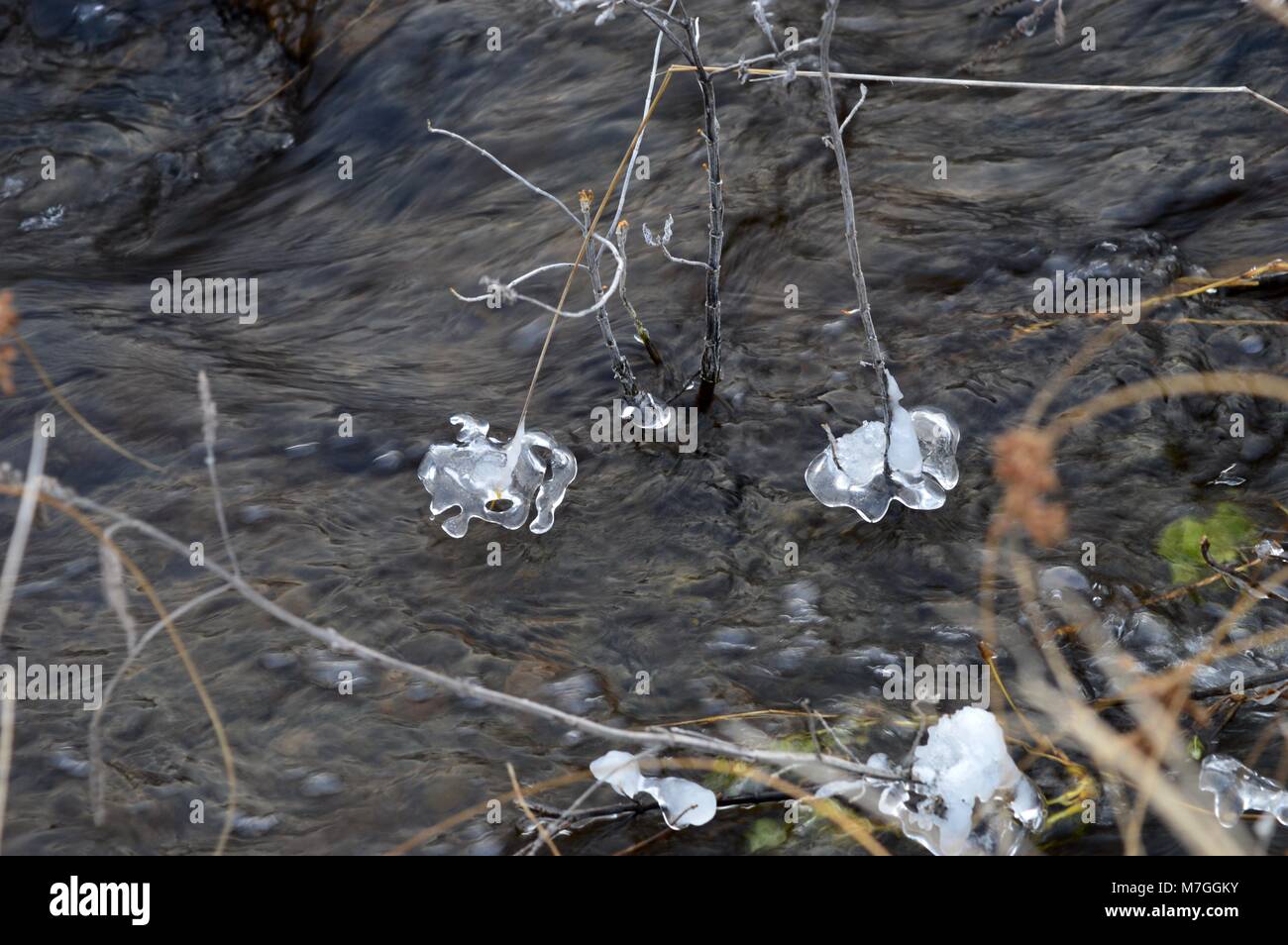 plants with ice in the river Stock Photo Alamy