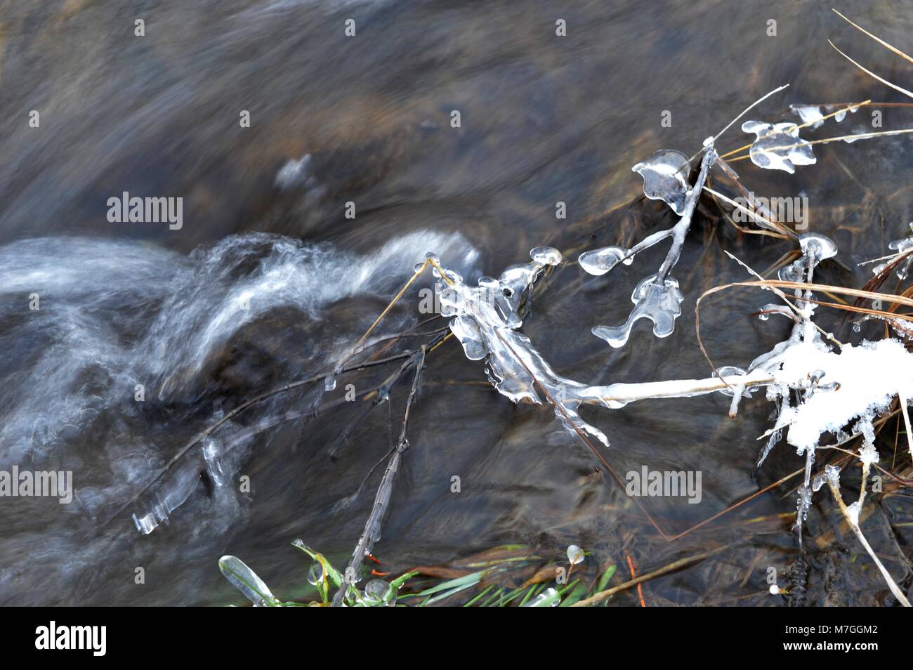 plants with ice in the river Stock Photo Alamy