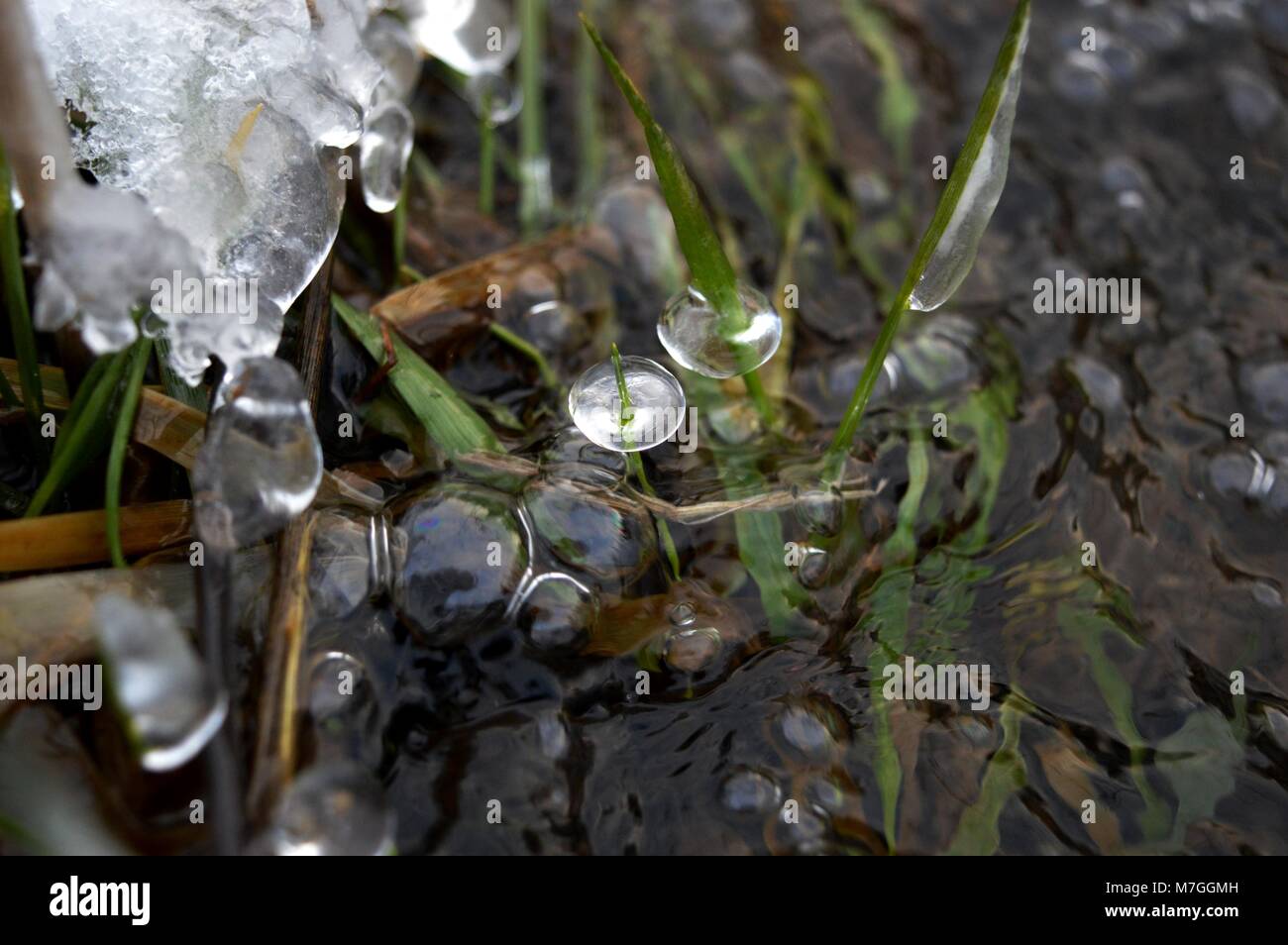 plants with ice in the river Stock Photo Alamy