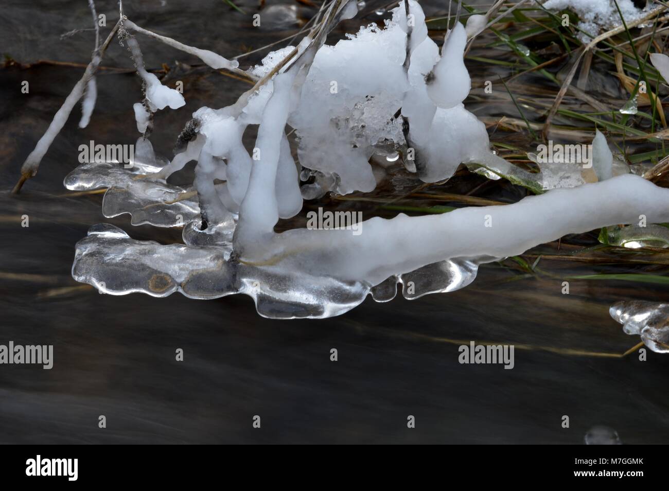 plants with ice in the river Stock Photo Alamy