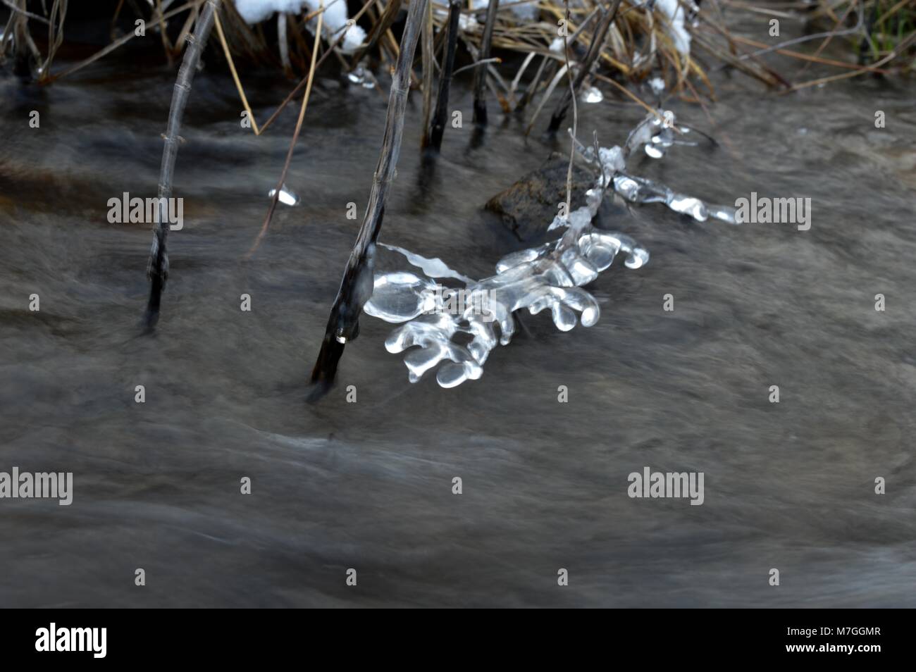 plants with ice in the river Stock Photo Alamy